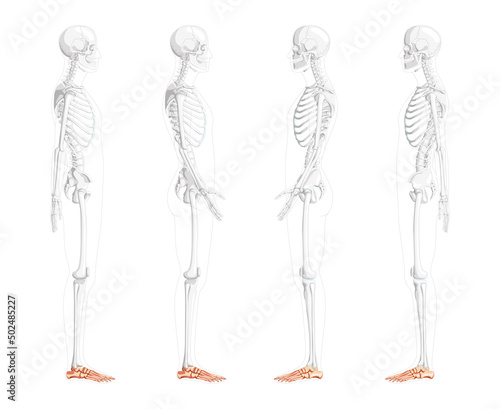 Skeleton Foot ankle Bones Human side lateral view with partly transparent bones position. Set of Anatomically correct 3D realistic flat concept Vector illustration of isolated on white background