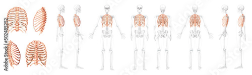 Set of Rib cages Skeleton Human with separated and partly transparent bones position front back side view. 3D realistic flat natural color Vector illustration of anatomy isolated on white background