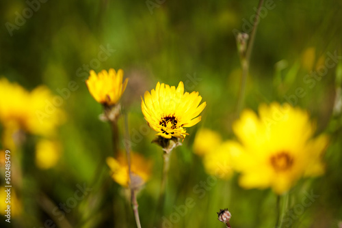 Fleur jaune