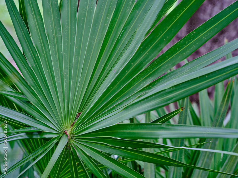 Green Tropical plants in a Florida garden
Green Tropical plants in a Florida garden