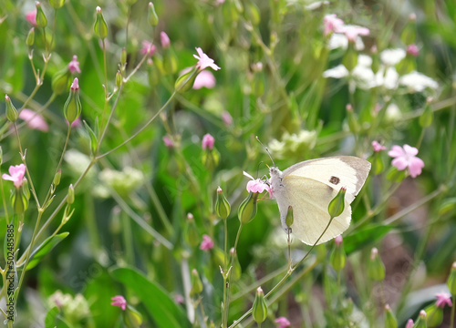 Butterfly Cabbage (lat. - Pieris brassicae) sits on a cowcockle flower (lat. - vaccaria hispanica) photo