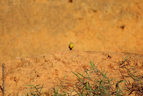 ave canário da terra - sicalis flaveola
