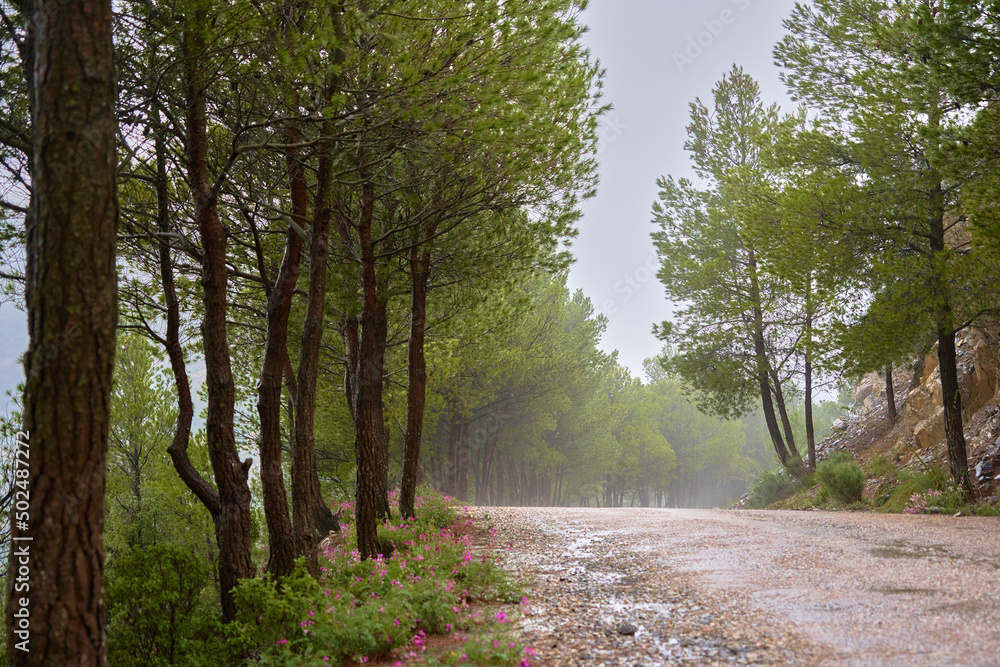 Obraz premium Route foret