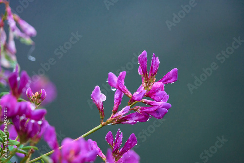 Fleurs mauve