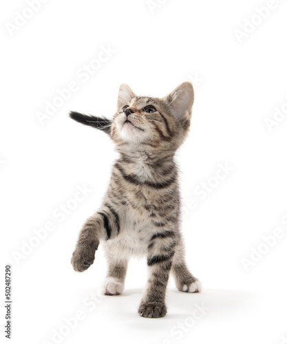 Wallpaper Mural Cute tabby kitten on white Torontodigital.ca