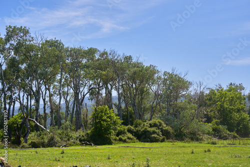 Foret prairie 