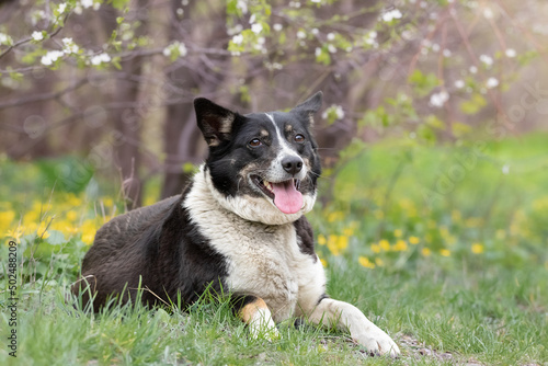 A black dog with a cute smile walks in a blooming spring garden.Pets,love and care,walking with the dog in the garden. © Yuliya