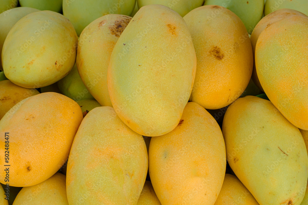 Yellow mangoes fruits in Johor, Malaysia Yellow mangoes fruits in Johor, Malaysia