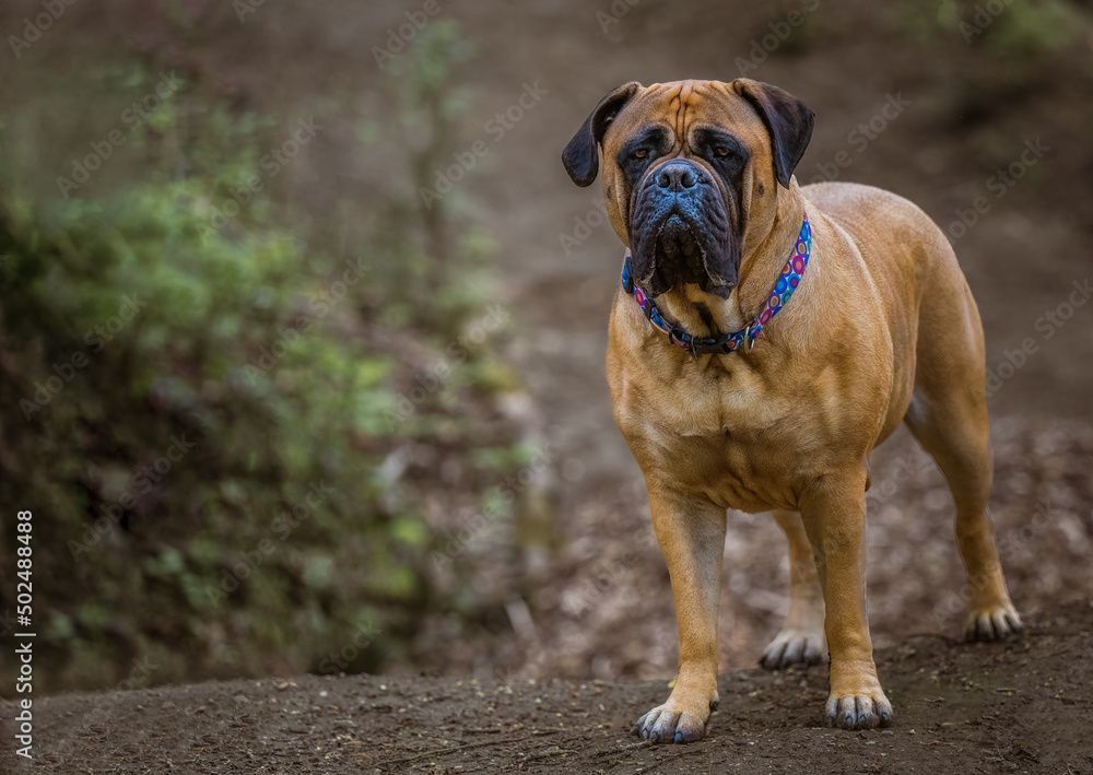 2022-05-03 A LARGE BULLMASTIFF STANDING ON A DIRT MOUND STARING STRAIGHT OUT, WITH NICE EYES WEARING A MULTICOLORED COLLAR AND A BLURRY BACKGROUND. 2022-05-03 A LARGE BULLMASTIFF STANDING ON A DIRT MOUND STARING STRAIGHT OUT, WITH NICE EYES WEARING A MULTICOLORED COLLAR AND A BLURRY BACKGROUND.