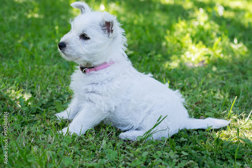 Side view of cute westie dog puppy sitting on grass lawn in yard - west highland white terrier in profile