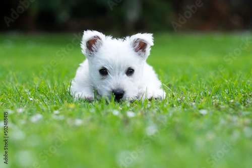 Westie baby dog puppy on grass in garden with copyspace