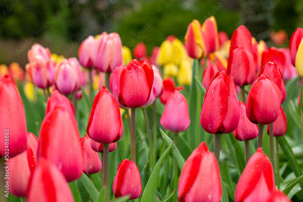 Fototapeta premium red tulips in the garden