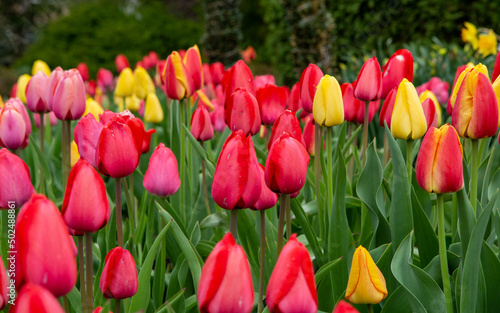 depth of tulips in a spring garden 