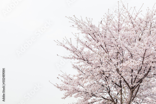 Cherry blossom in full bloom © spacezerocom