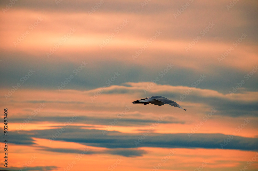 Obraz premium volando en el atardecer