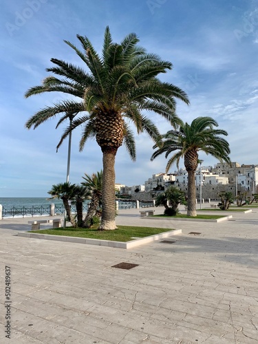 Palmen an der Uferpromenade Stadt Vieste in Apulien   Italien in Europa