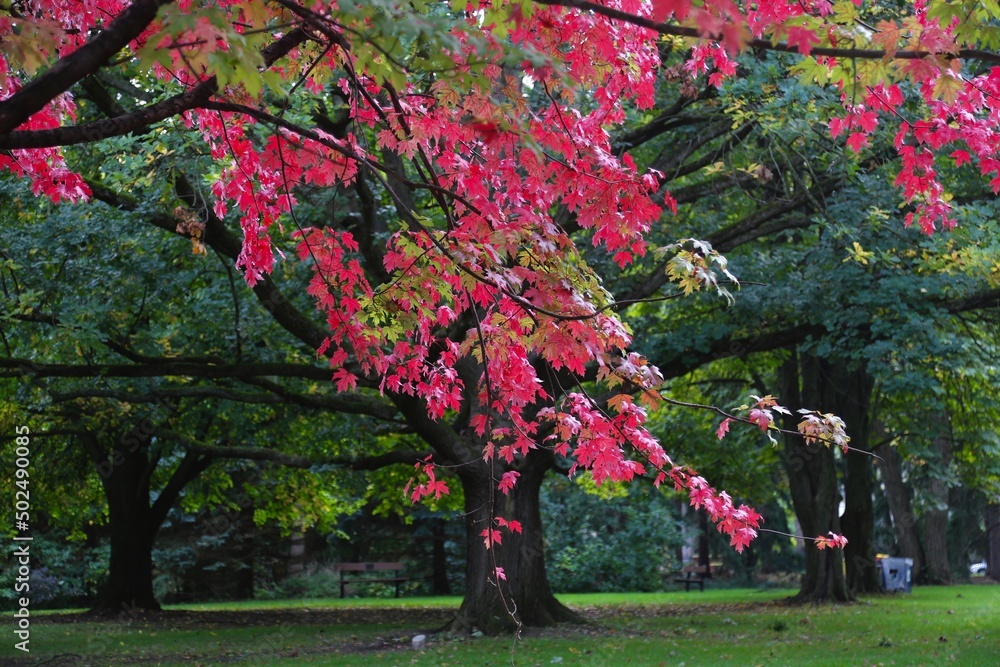 Naklejka premium autumn color in Edwards Garden