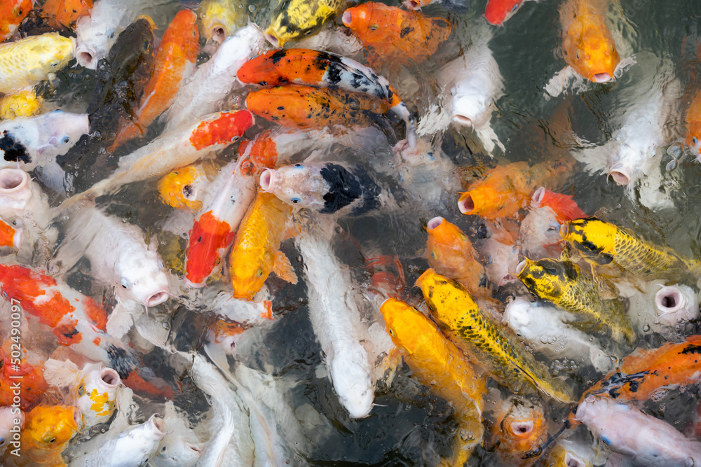 koi fish swimming in a pond