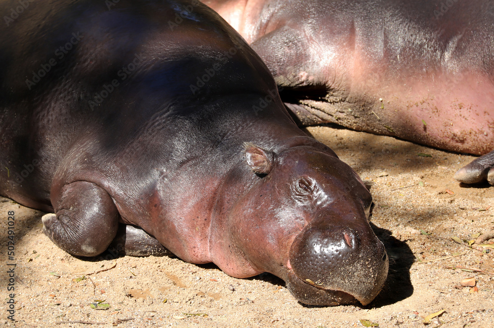 Hippopotamus sunbathe on sand floor at the zoo. Hippopotamus sunbathe on sand floor at the zoo.
