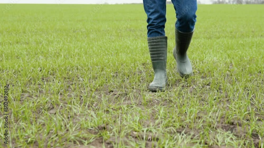 The farmer agronom walks along the green field of eco-culture in rubber boots. Farmer's legs in rubber boots. Agronomist in the green field The farmer agronom walks along the green field of eco-culture in rubber boots. Farmer's legs in rubber boots. Agronomist in the green field