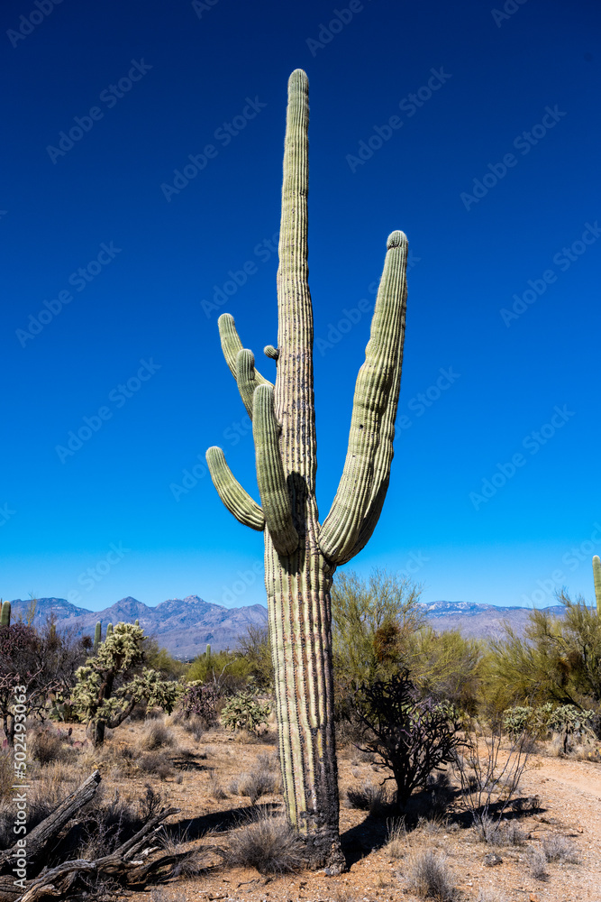 Single Saguaro Cactus Stands Tall In The Desert