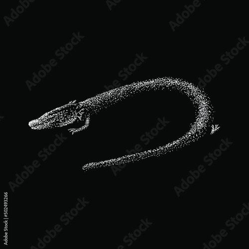 olm hand drawing vector illustration isolated on black background