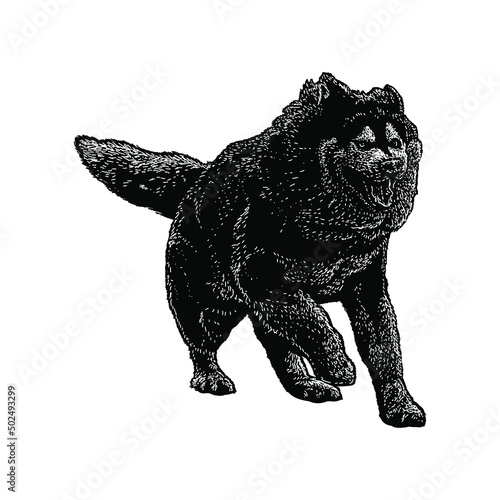 alaskan malamute illustration isolated on background	