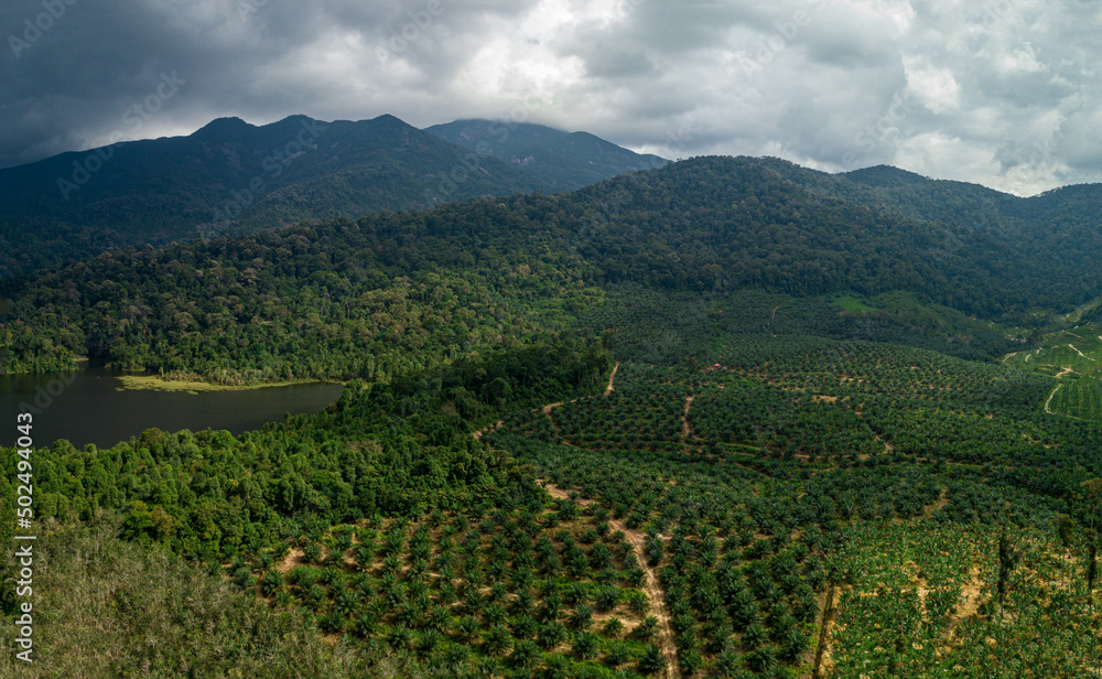 Aerial drone view of rural scenery with young oil palm plantation near Mount Ledang National Park, Johor, Malaysia.