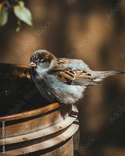 sparrow on a fence