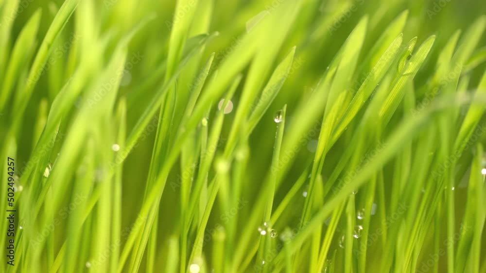 fresh morning water dew drops on vibrant green grass lit by the sun close up slow motion fresh morning water dew drops on vibrant green grass lit by the sun close up slow motion