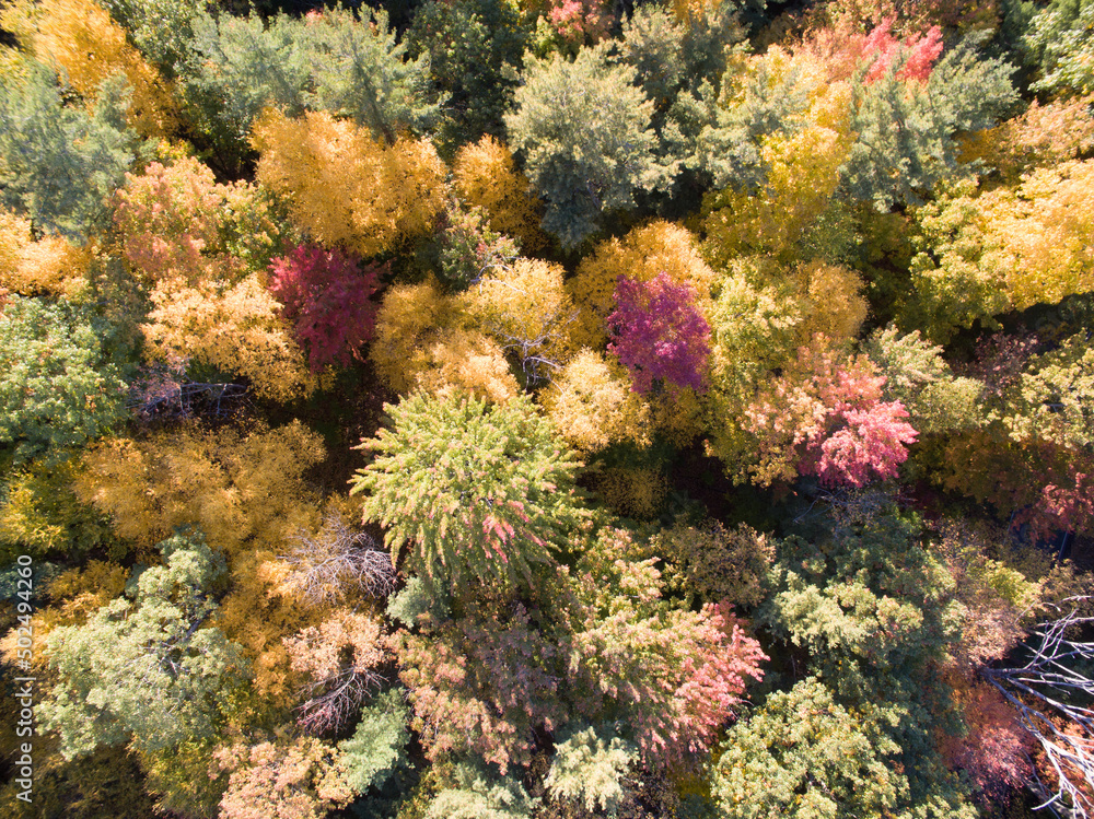 Fall foliage as seen as from the air