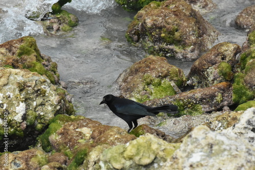 black bird on the beach near rocky ocean photo