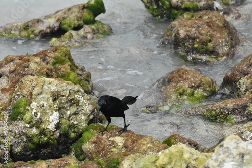 black bird on the beach near rocky ocean photo