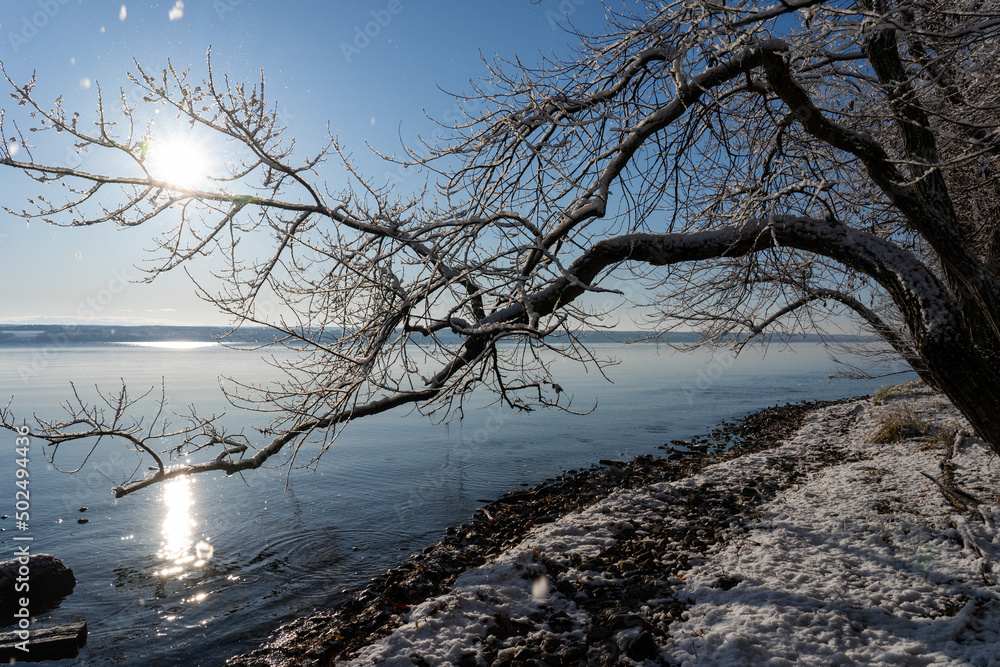 Tree near shoreline of winter lake Tree near shoreline of winter lake