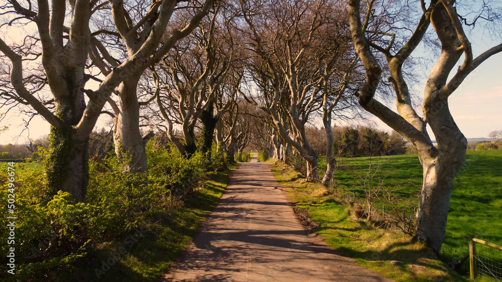 Famous Dark Hedges in Northern Ireland - aerial view drone footage Famous Dark Hedges in Northern Ireland - aerial view drone footage