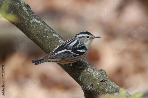 Black-and-white warbler