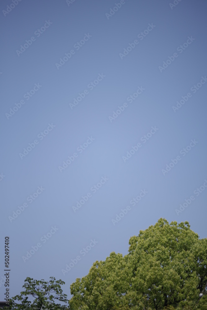 Obraz premium tree and sky