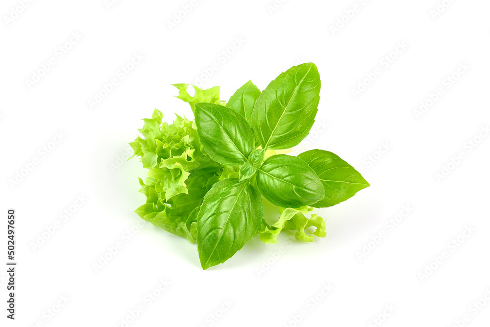 Basil leaves with lettuce, isolated on white background. Basil leaves with lettuce, isolated on white background.