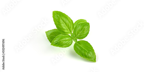 Fresh green basil leaves, isolated on white background.