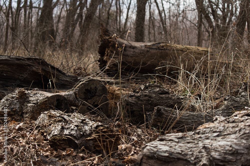Dead wood in forest with brown grass and leaf litter Dead wood in forest with brown grass and leaf litter