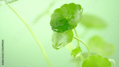 A front view water dropped into gotu kola in green background  photo
