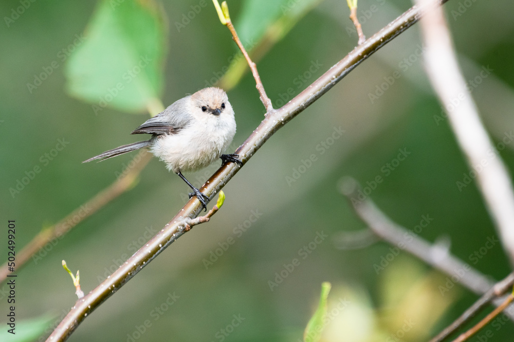 Naklejka premium Bushtit bird perched on branch