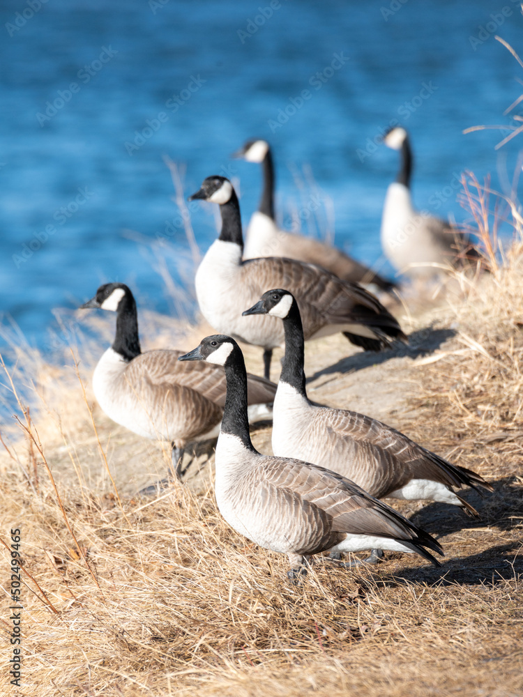 Canada geese backed by blue river Canada geese backed by blue river
