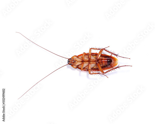 cockroach on white background Top view © Montrey