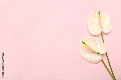 Beautiful anthurium flowers on pink background