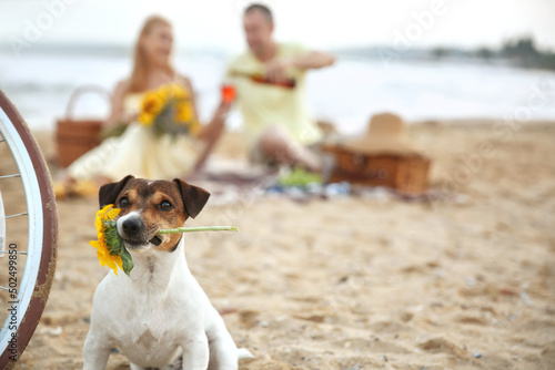Cute dog with sunflower in ...