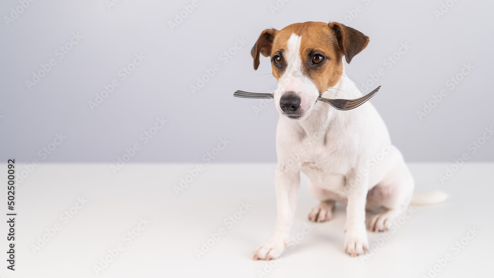 Portrait of a dog Jack Russell Terrier holding a fork in his mouth on a white background. Copy space. 