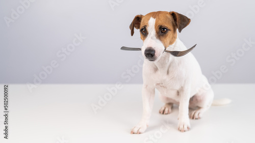 Portrait of a dog Jack Russell Terrier holding a fork in his mouth on a white background. Copy space.  © Михаил Решетников