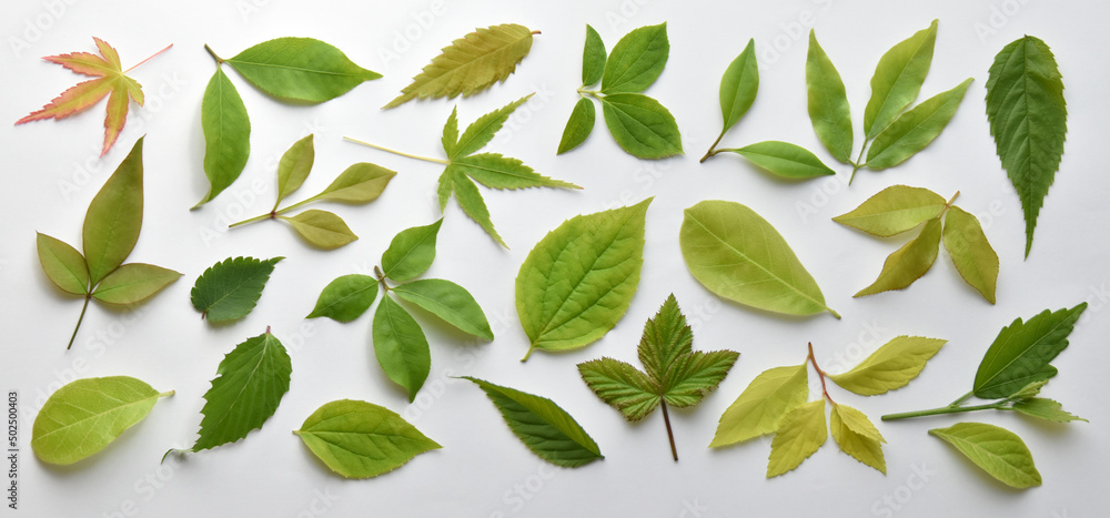 若葉がいっぱい、春のネイチャーイメージ