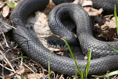 A snake, a large snake in the spring forest, in dry grass in its natural habitat, basking in the sun. High quality photo